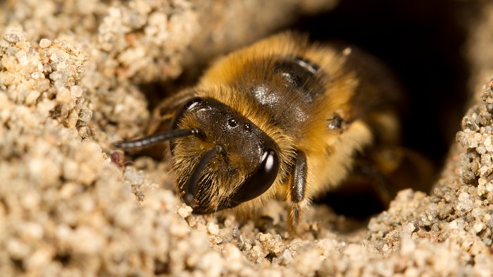 Colletes inaequalis - wild ground nesting bee - photo by Alberto Lopez