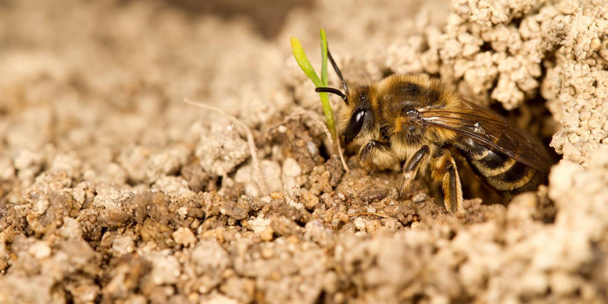 Colletes inaequalis - ground nesting bee - Photo by Alberto Lopez