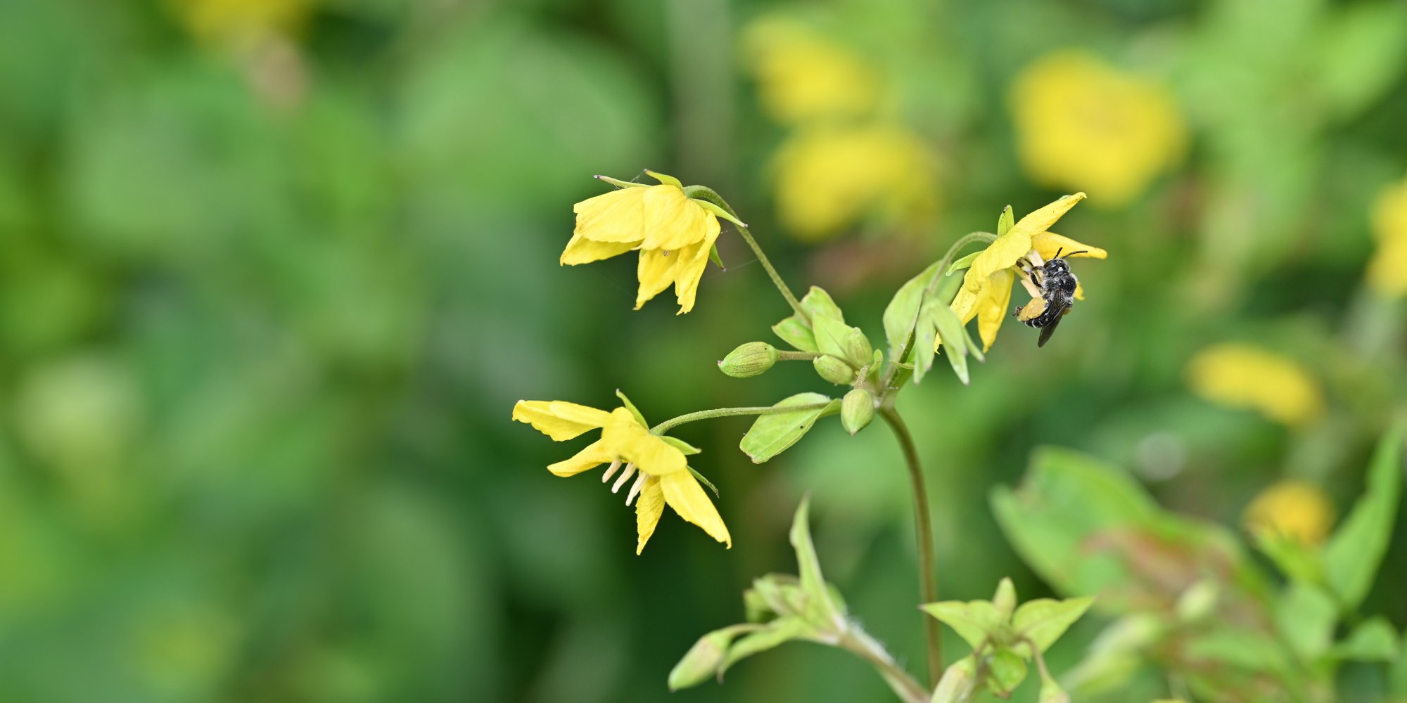 Macropis nuda female wild bee