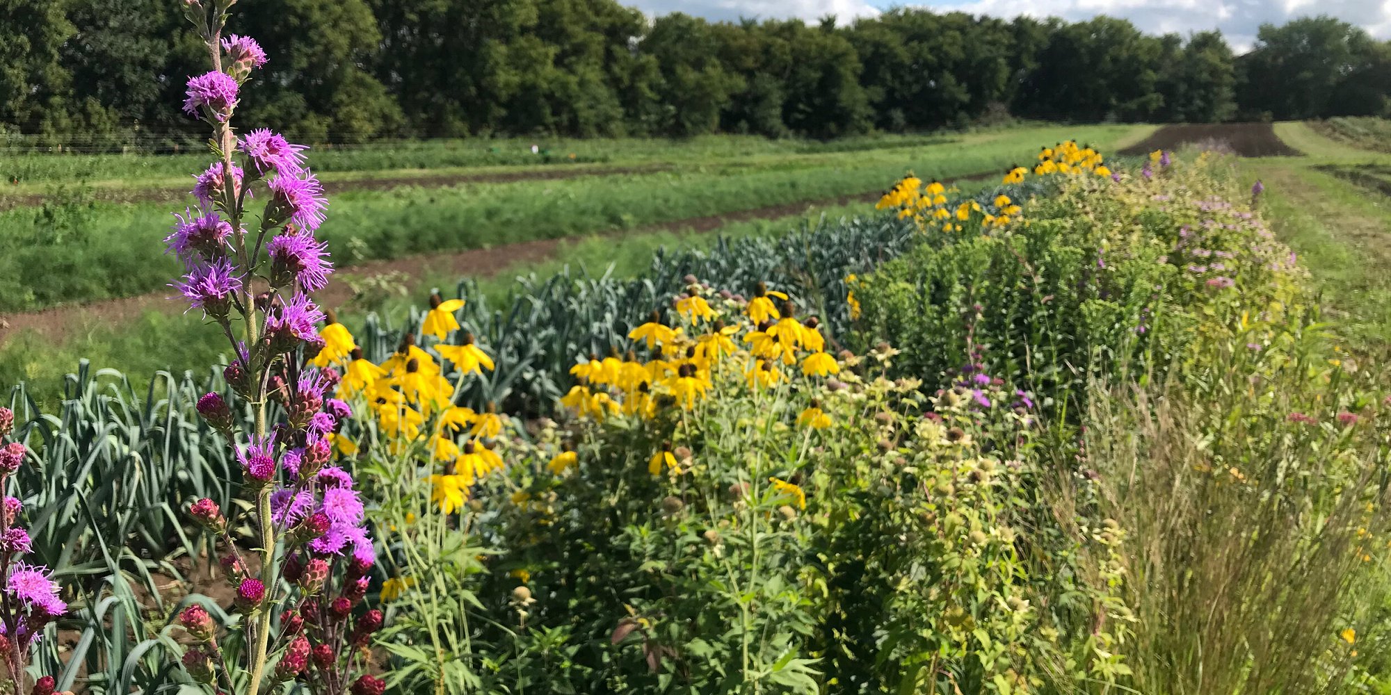 Bee-friendly strip at Sogn Valley Farm