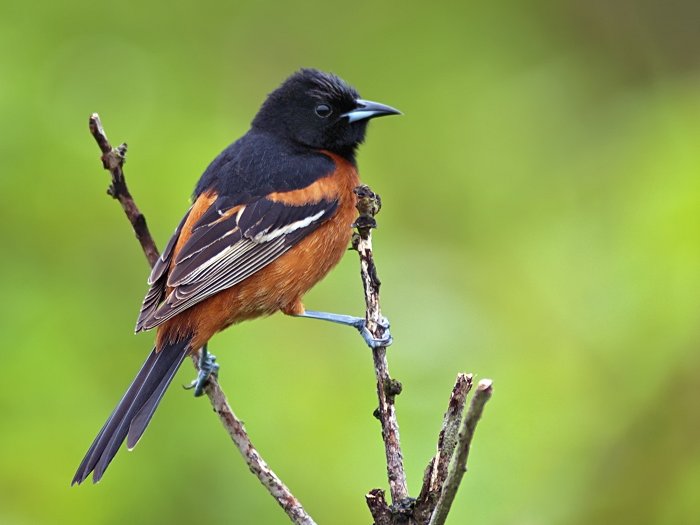 Orchard Oriole on a branch