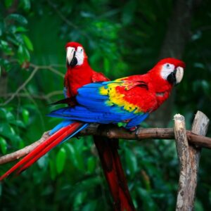 Scarlet Macaw in Central America
