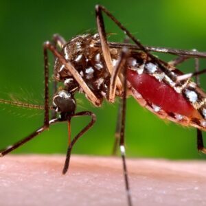 Closeup of Mosquito on human skin