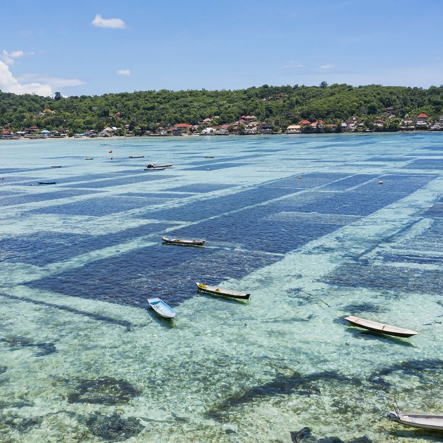 Seaweed Farming in Indonesia