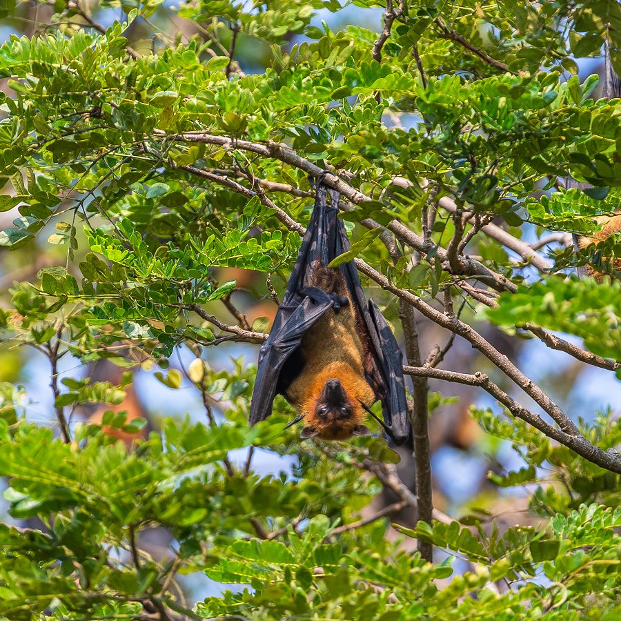 Fruit Bat in Tree -Tissamaharama, Sri Lanka
