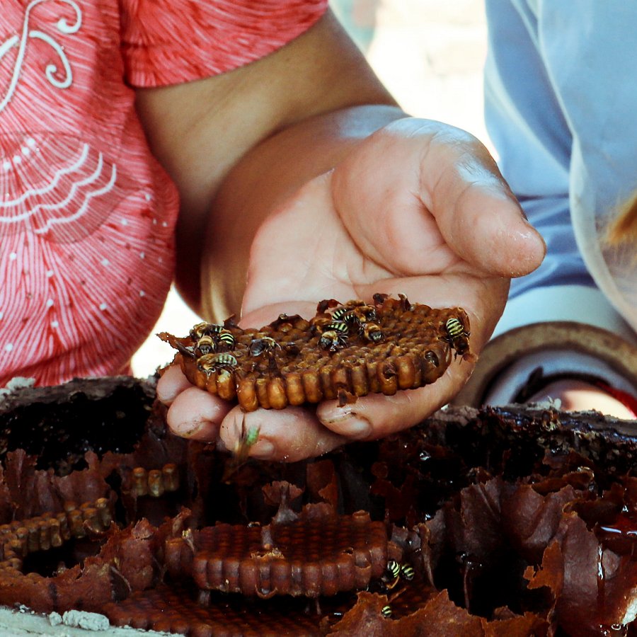 Women gather honey from stingless bees in Colombia's Orinoquia basin