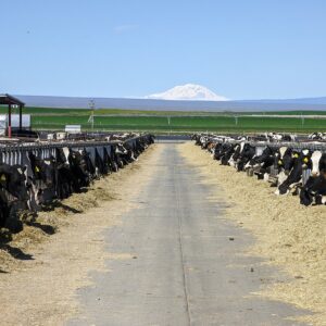 Cows feeding at troughs