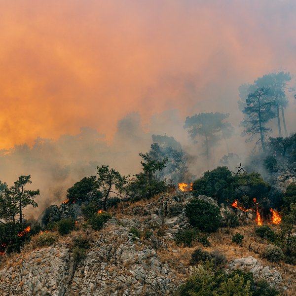 Forest fire in red pine forests (iStock)