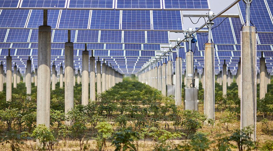 Green plants under solar photovoltaic panels (iStock)