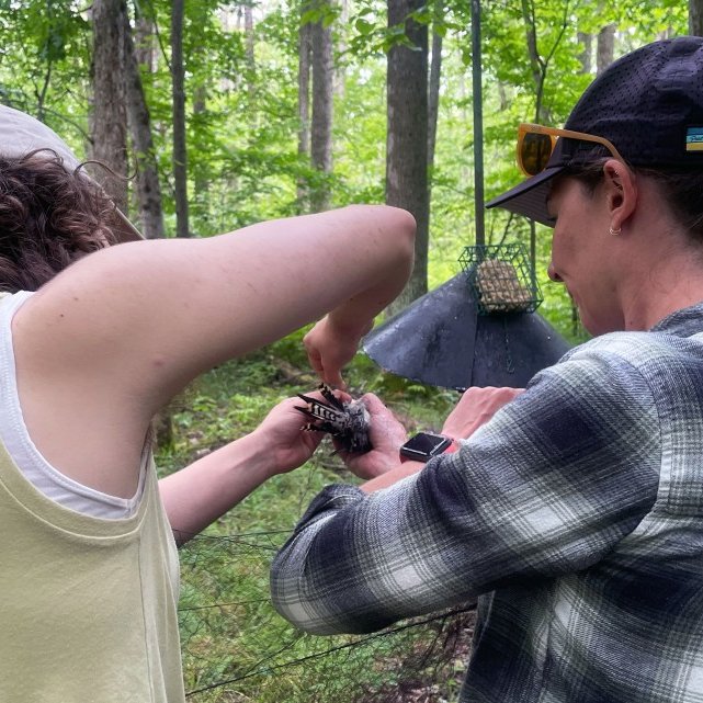 Hay harvester mowing between rows of solar panels