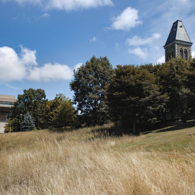 A tall-grass area of Libe Slope is part of a study investigating how mowing affects the biodiversity of organisms that live in the soil. 