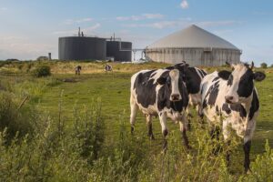 Bio Gas plant with cows in foreground