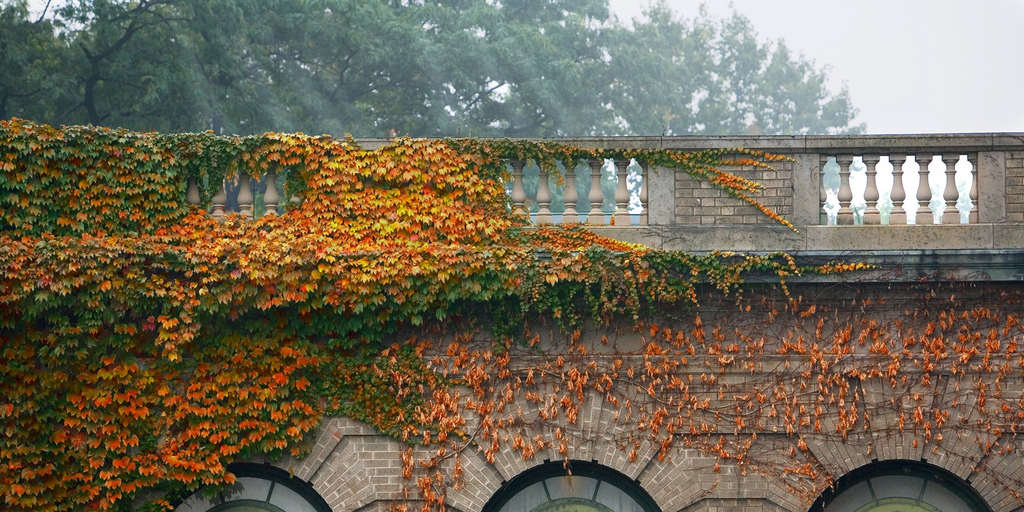 Warren Hall - Roof, Windows, and Ivy (Cornell UPhoto)