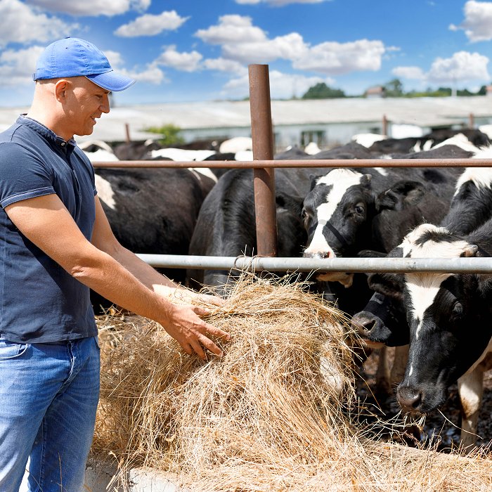 Farmer feeding hay to cows on a dairy farm