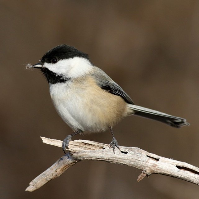 Black-capped chickadee 
