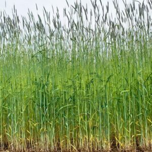 Cereal rye, the most widely used cover crop in the U.S., at the Cornell University Musgrave Research Farm in Aurora, NY