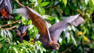 Bat flying