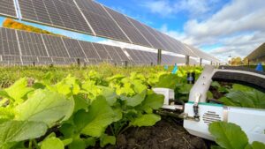 An infrared gas analyzer assesses photosynthetic light response in radish plants grown on a solar farm near Albany, New York.