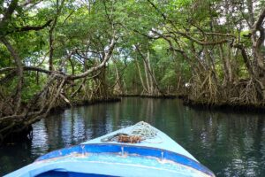 Mangrove Forest, Swamp, and Kayak in Laguna Gri Gri, Dominican Republic (iStock)
