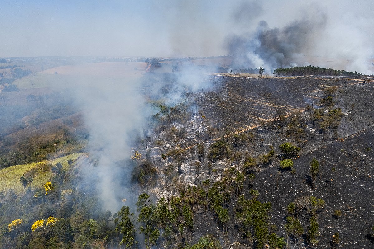 Drone View of Forest Fire in Eucalyptus Plantation in Brazil