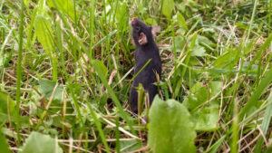 When researchers "rewilded" lab mice to large, enclosed fields, even well-established anxieties in the mice disappeared.