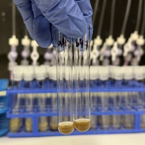 Close up of dissolved organic matter sourced from decomposition incubations in preparation for measurement with high-resolution mass spectrometry. (Credit: Rachelle Davenport/Provided)