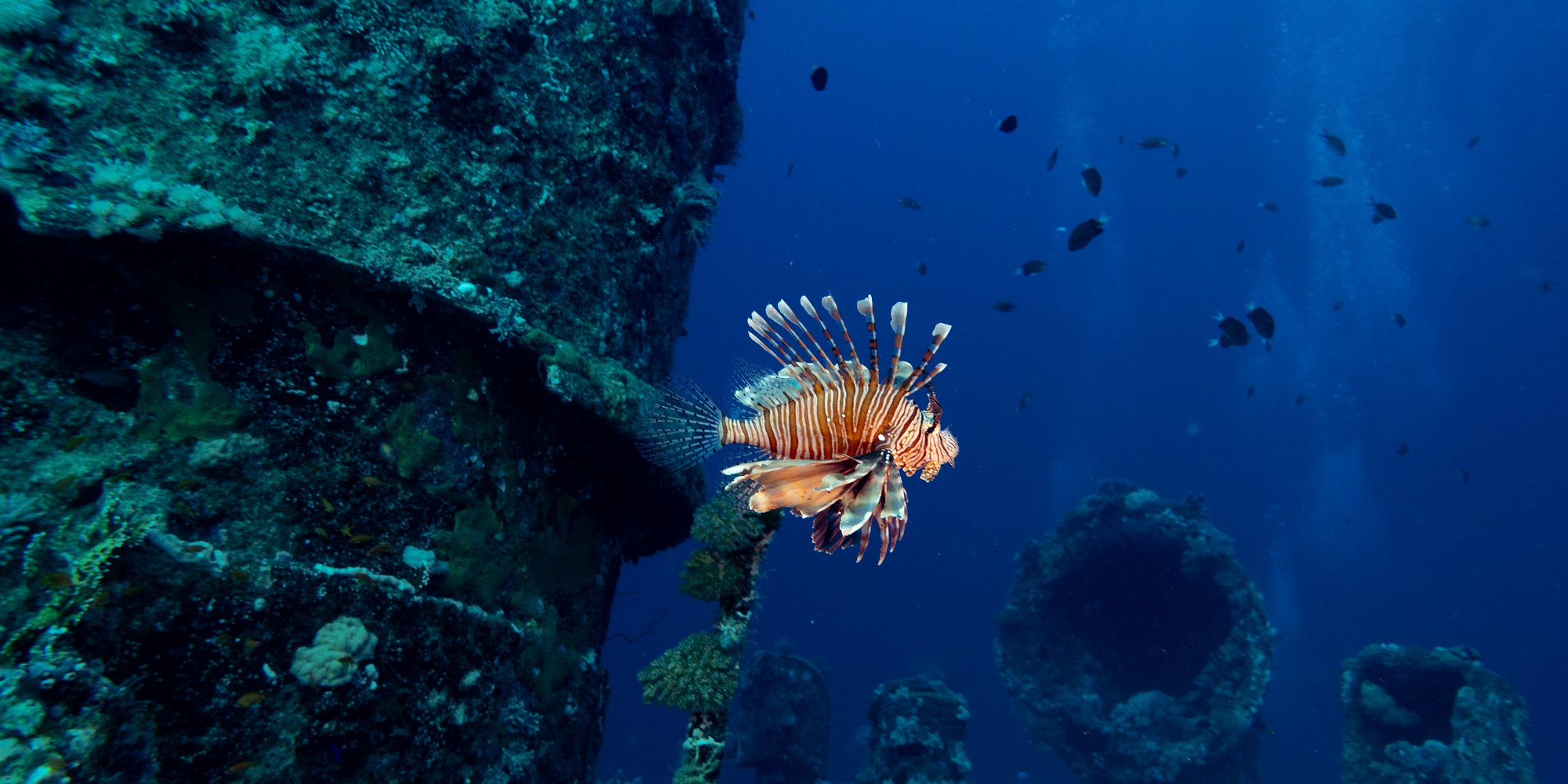 The wreck of the Iona ship in the red sea offshore from Yanbu, Saudi Arabia offers the setting for a beautiful lion fish (iStock)