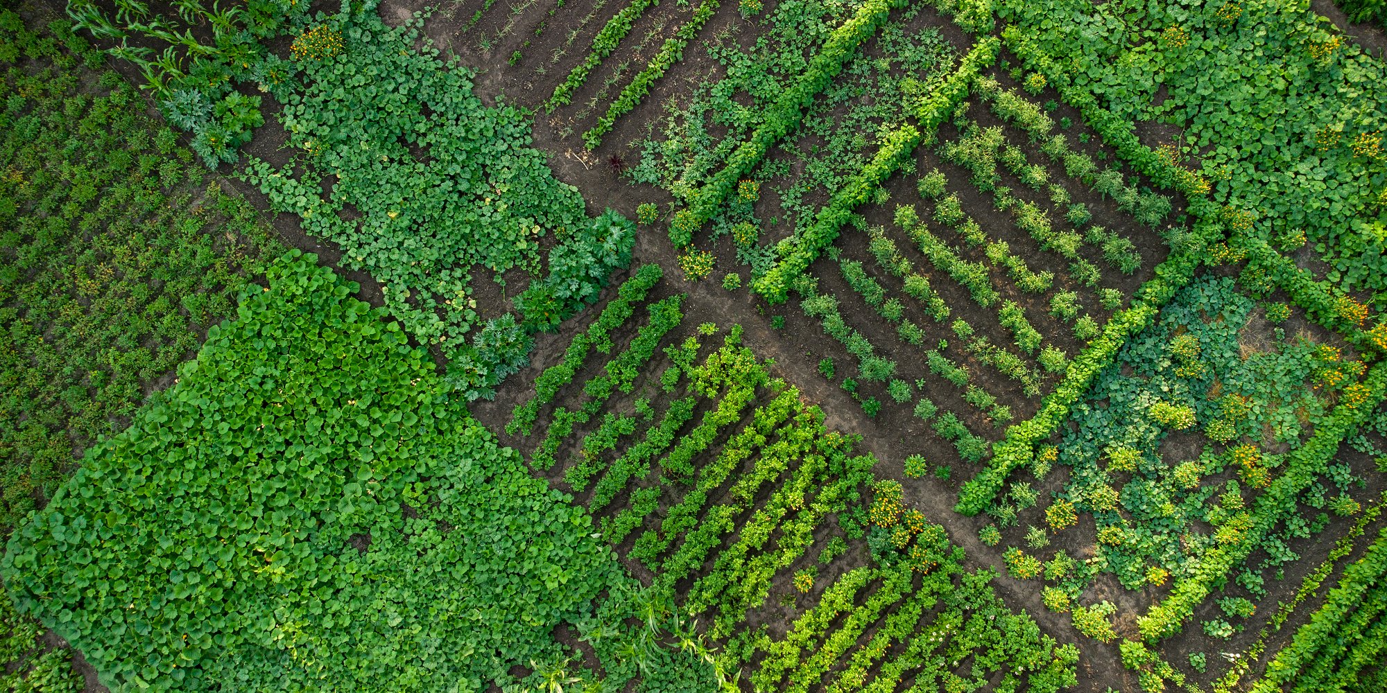 Aerial view of green vegetable garden, with various plantings and furrow directions (iStock)