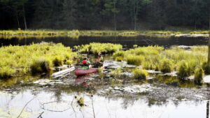 Meredith Holgerson, associate professor of ecology and evolutionary biology in the College of Agriculture and Life Sciences, collects a sediment sample from Texas Hollow Pond in central New York.