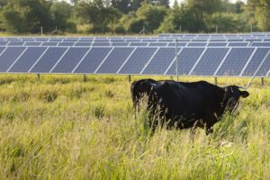 Cow grazing near solar panels (iStock)