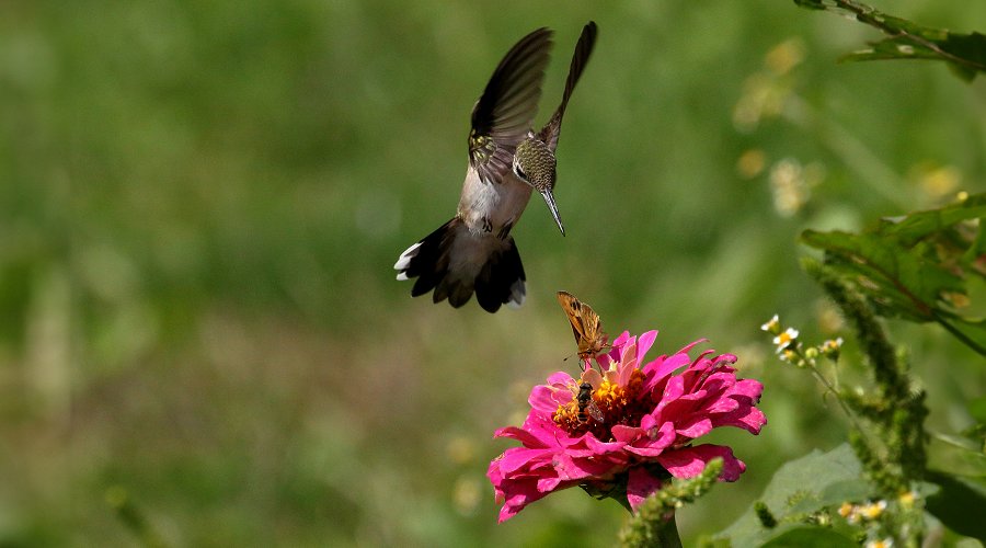A hummingbird swoops toward a zinnia flower already occupied with a fiery skipper butterfly and a bee. (iStock)