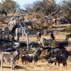 Zebra and wildebeest in southern Africa’s Kavango Zambezi Transfrontier Conservation Area (pictured) are under threat due to veterinary fences and other land-use changes that restrict migrations. (Credit: M. Atkinson/AHEAD)