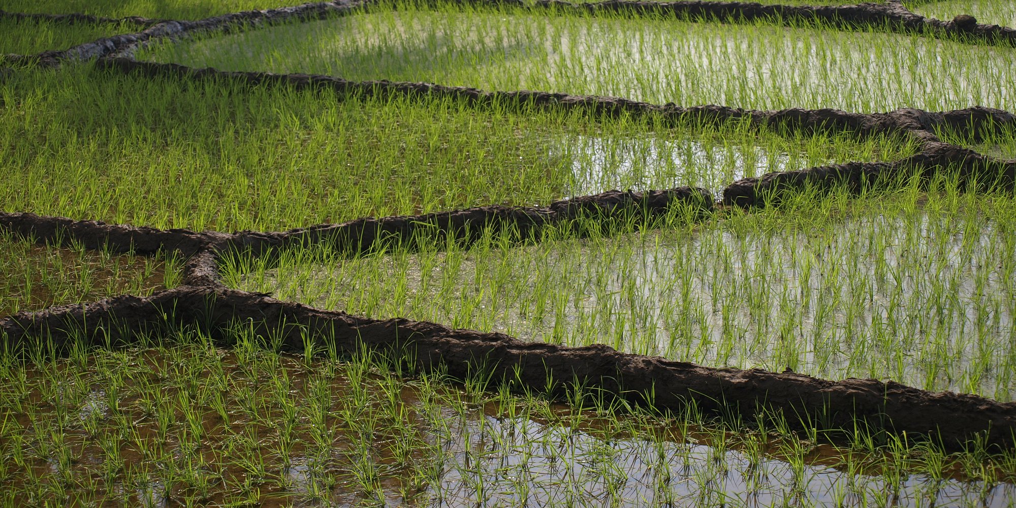 Rice Paddy Field in Angonda, Goa, India