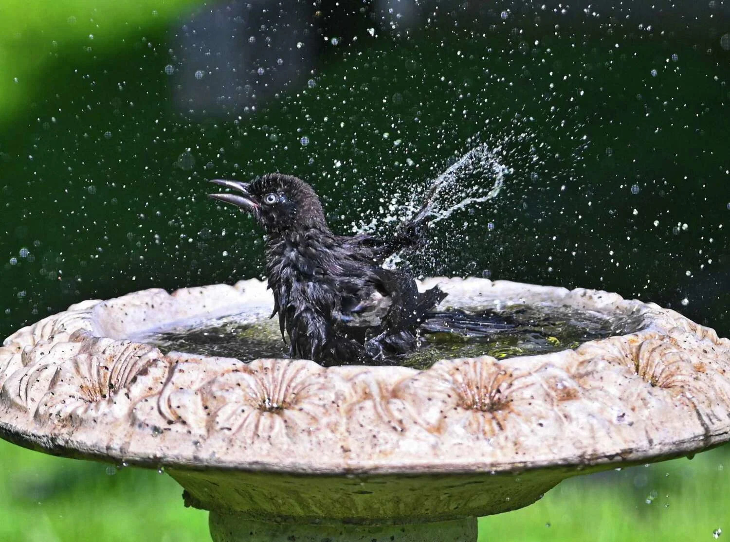 A young crow cools off by bathing in a bird bath on Tuesday, June 24, 2025, in Guilderland. Dead crows found in Orange County late last month tested positive for the bird flu. (Lori Van Buren/Times Union)