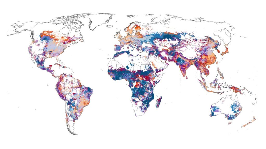 Cornell researchers synthesized data from multiple ground sources and models to map global cropland emissions at high resolution – down to about 10 kilometers. (Shea Oleksa/Cornell University)