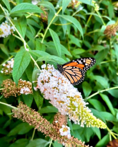 Milkweed and monarchs have coevolved over millions of years, each building defenses and counter-defenses.