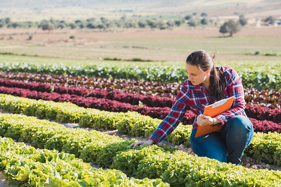 Farmer in field with rows of lettuce (iStock)