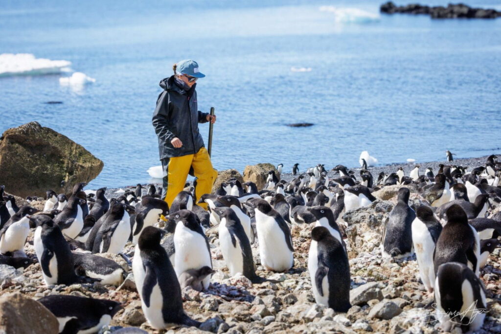 Dr. Amandine Gamble walking amongst a colony of penguins in the Falklands. Photo: Simon Ager.