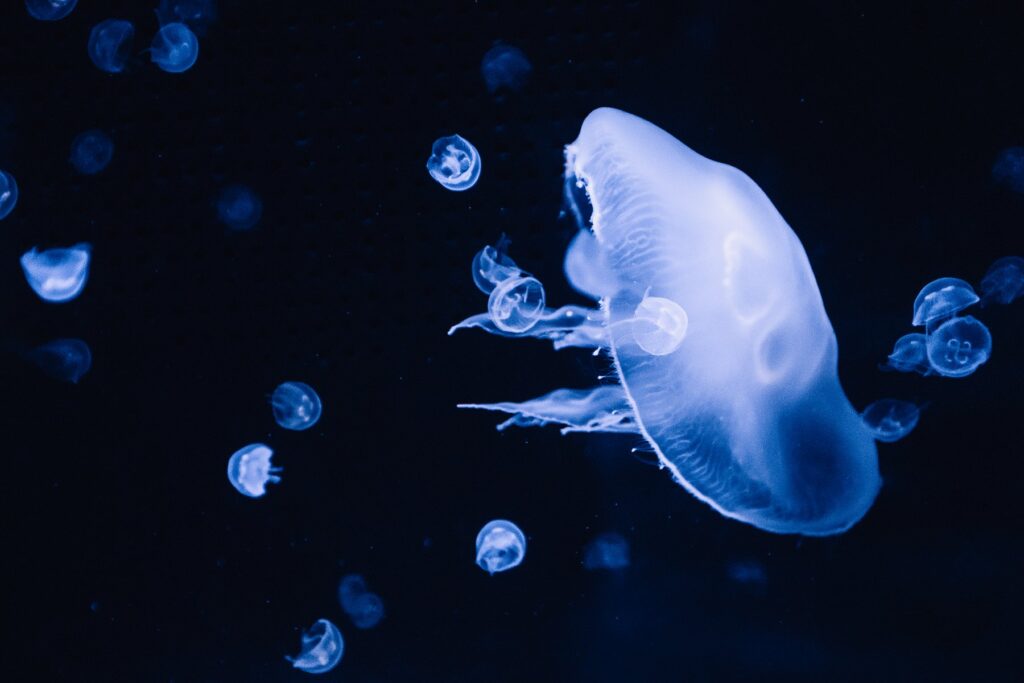 Jellyfish floating deep in the ocean