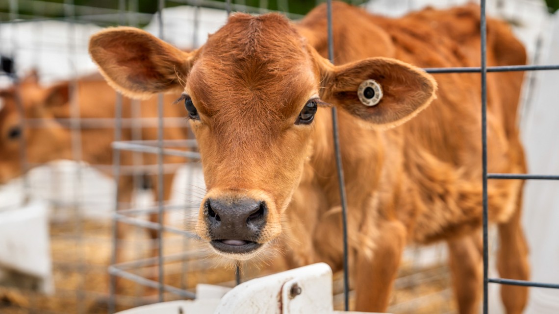 A young calf is one of many studied at the Cornell University Ruminant Center, which contributed data to the RuFaS tool. (Agency 29/Hill + Valley Creative)