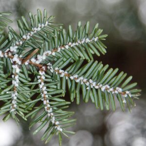Woolly Adelgid infesting a branch of hemlock