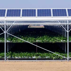 Strawberries grown beneath the shade of solar panels