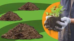 Illustration of composted manure and plant with healthy soil held in hands