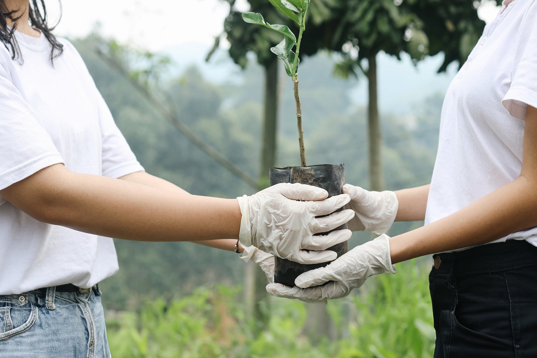 Holding tree saplings to plant for carbon removal