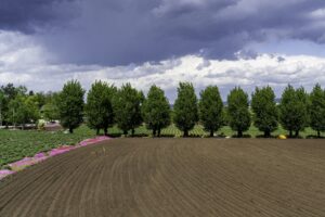 Farm field, good soil, and young trees (iStock)