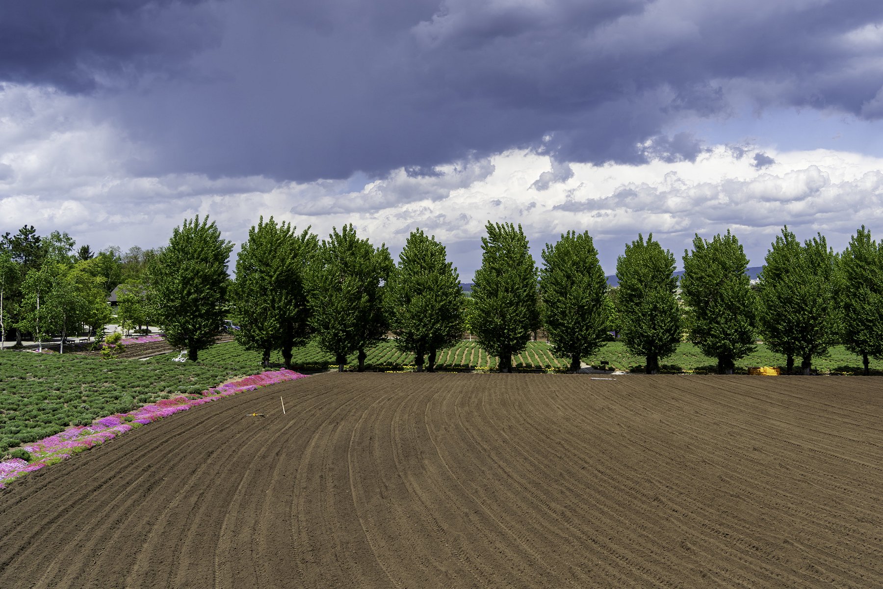 Farm field, good soil, and young trees (iStock)