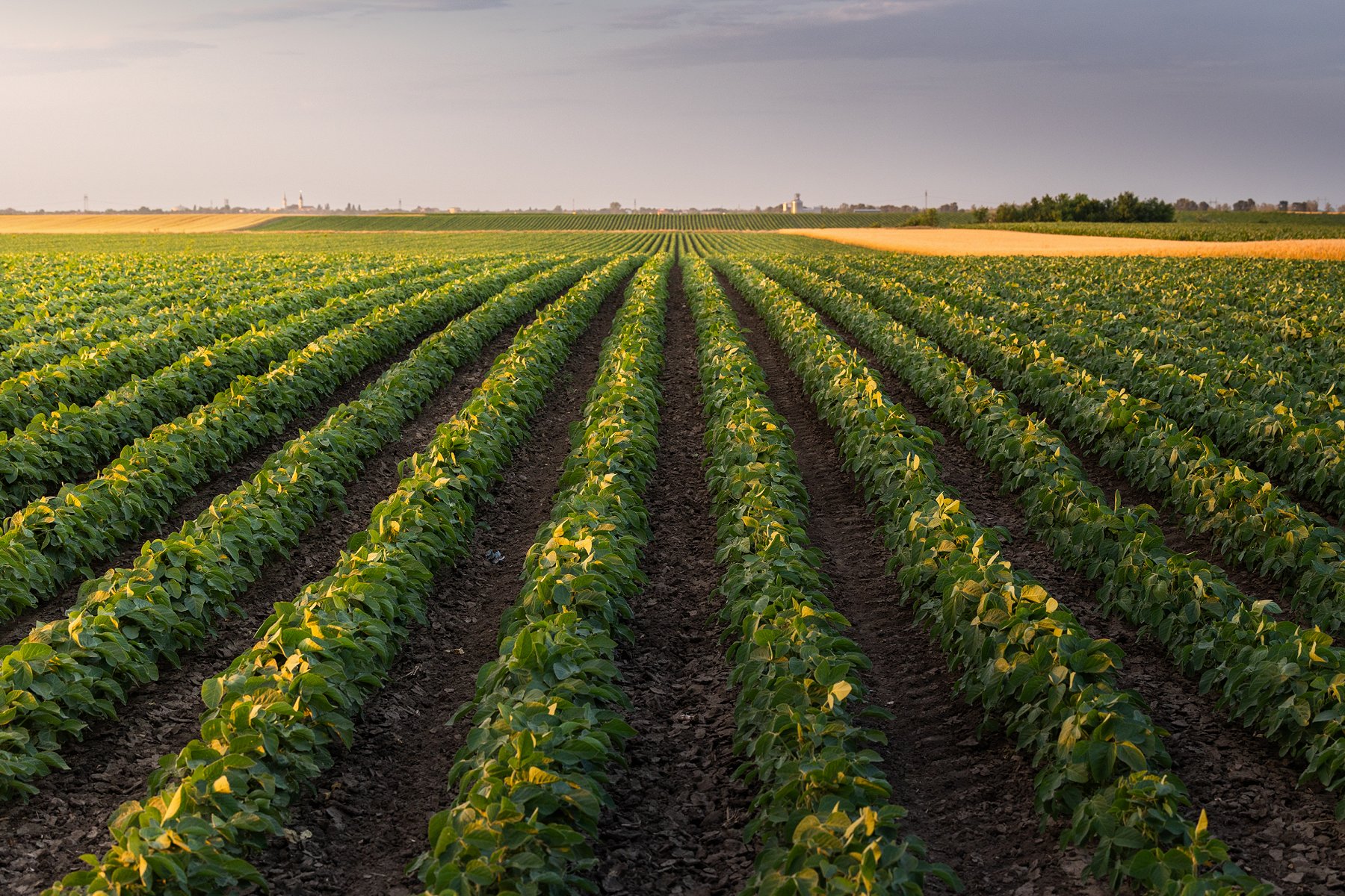 Sunset over growing in farm ranch field (iStock)