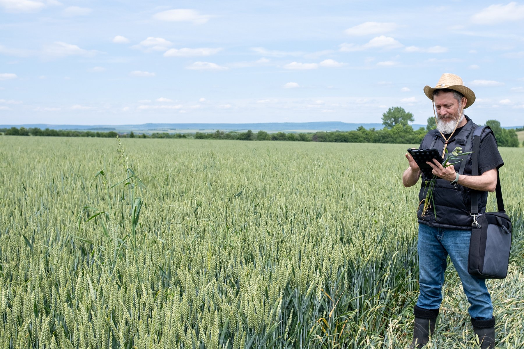 Farmer in wheat field looking at a tablet computer (iStock)