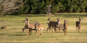White-tailed Deer grazing in American field (iStock)