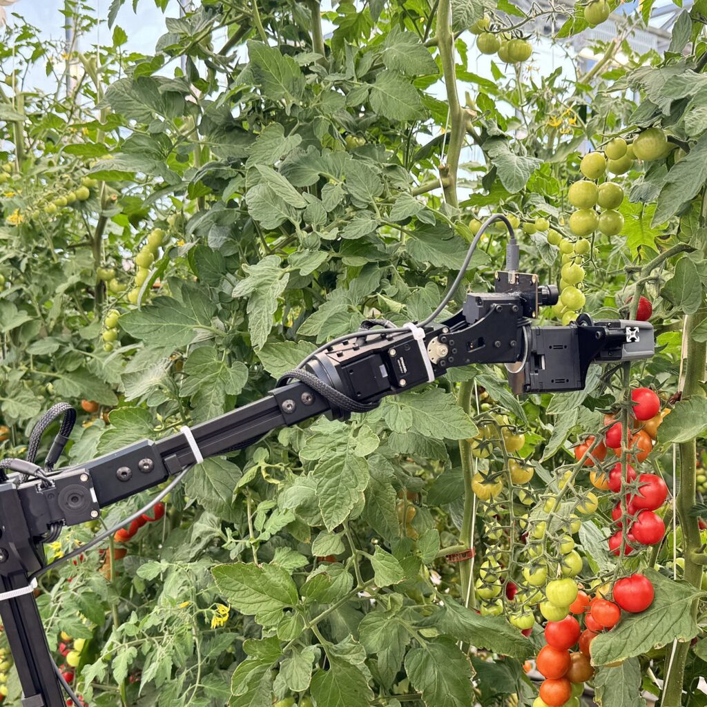 Robotic arm working with tomatoes in greenhouse (credit: Lirong Xiang)